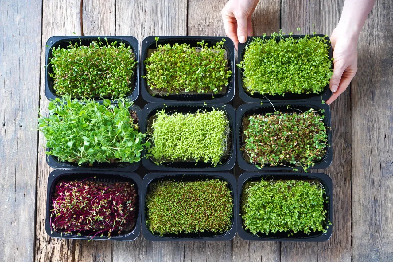 Bandejas com diferentes tipos de microverdes cultivados.