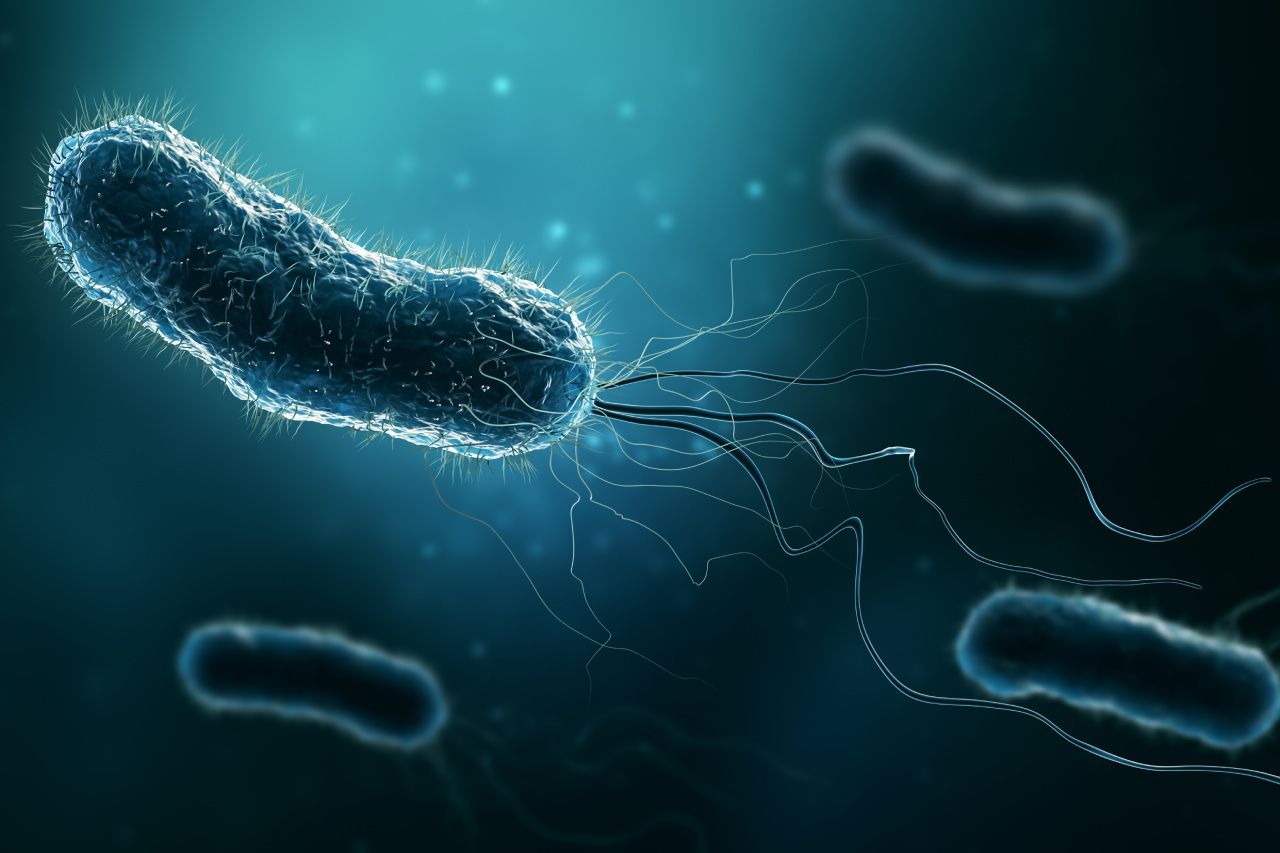 bactéria salmonella 