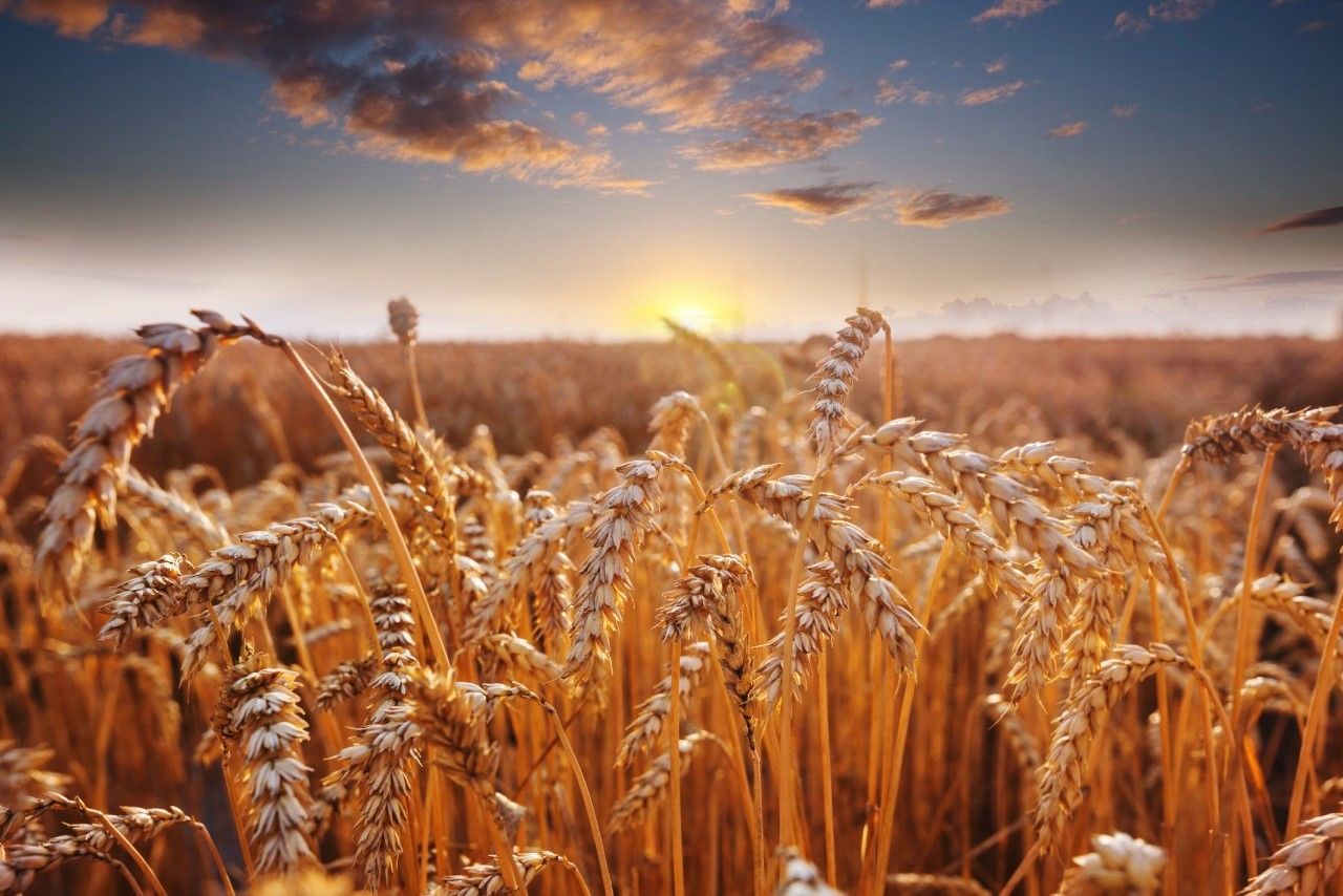 Um campo de trigo com um pôr do sol ao fundo.