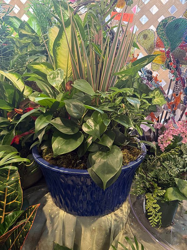 A potted plant with lots of leaves is sitting on a table.