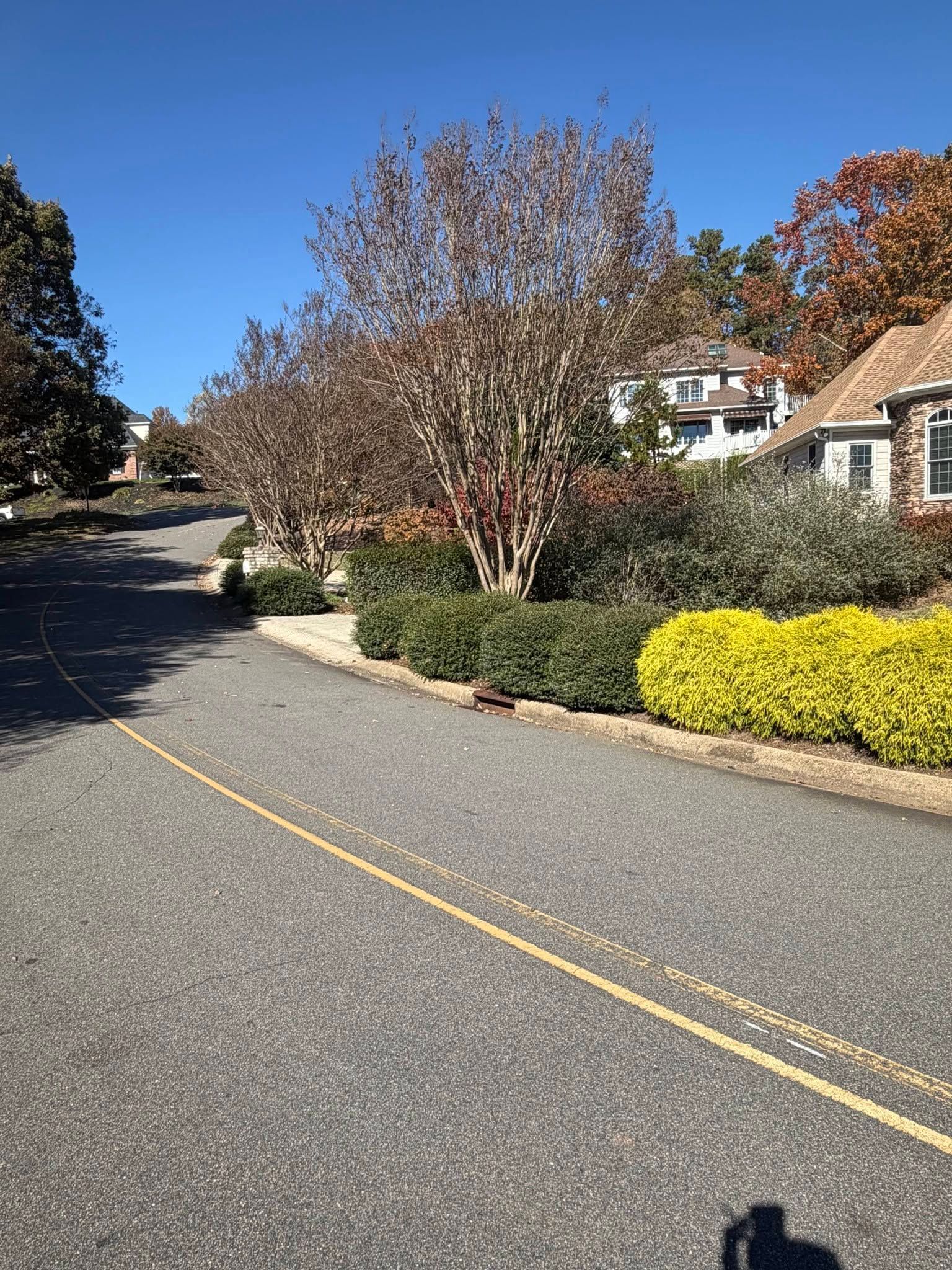 Quiet suburban street with a curving road, trees, and houses on a sunny day