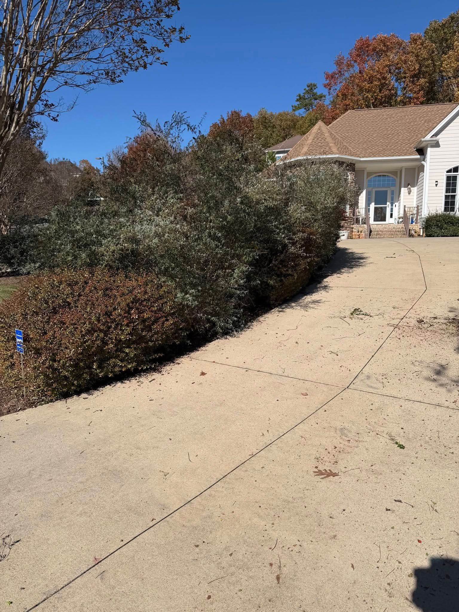 Driveway leading to a house, bordered by hedges and trees under a clear blue sky.