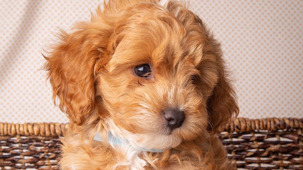 Cute Little Puppy