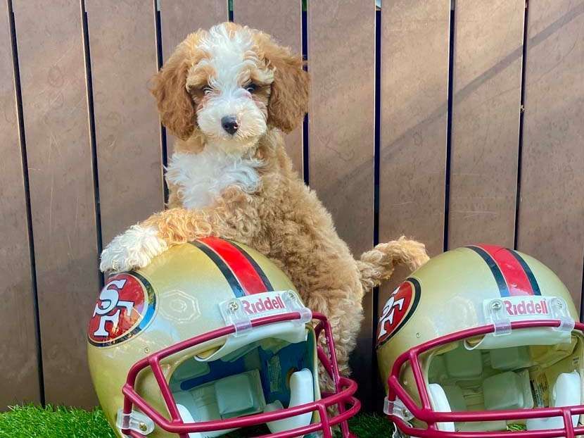 Cute Puppy With Football Helmets