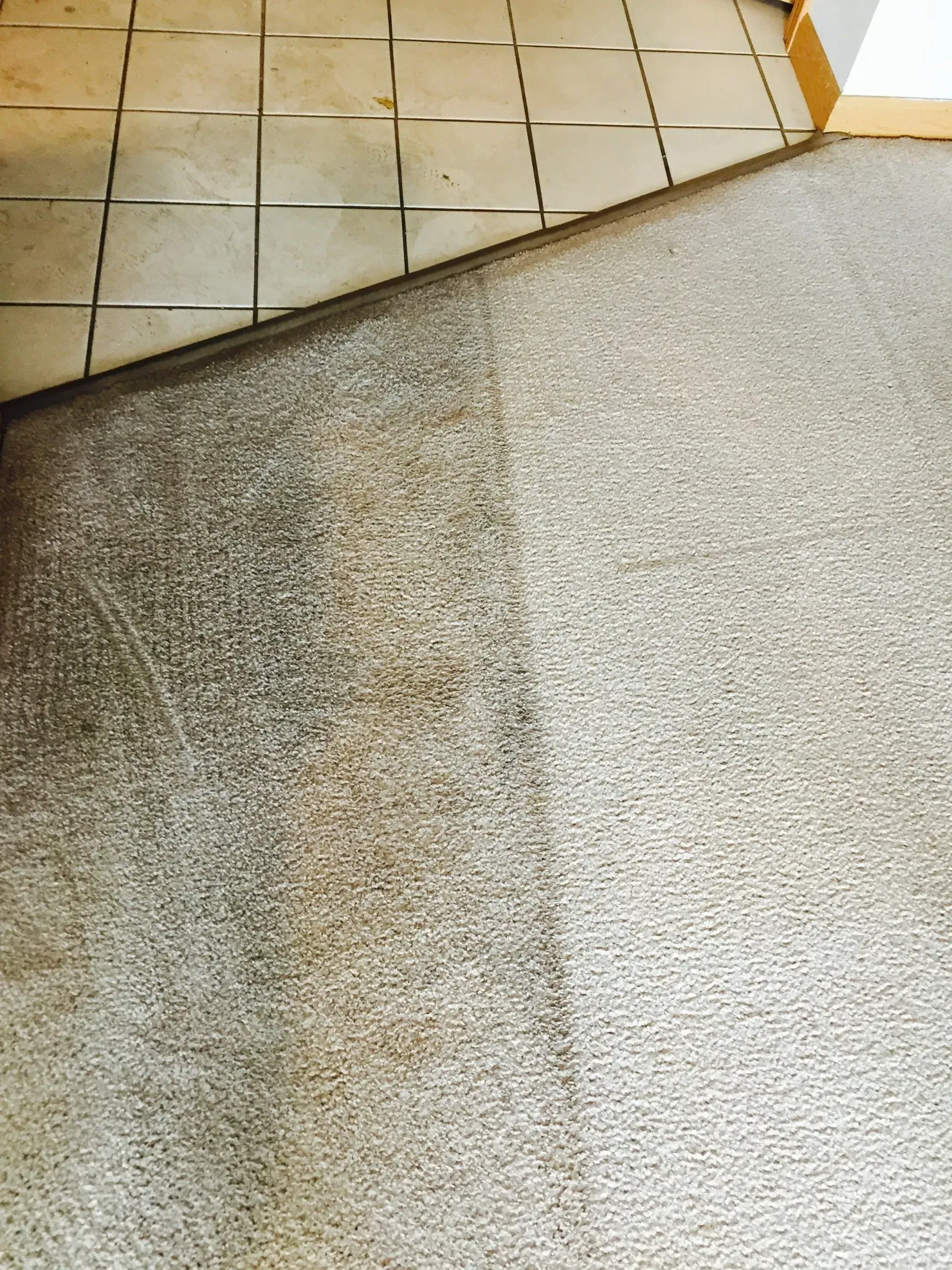 Carpet cleaned on the right, showing contrast with dirty carpet on the left, next to tiled floor.