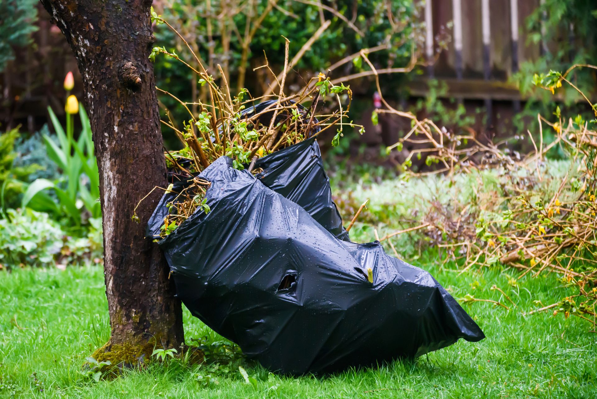 Pressure Washing Two black trash bags filled with yard waste next to a tree in a yard.