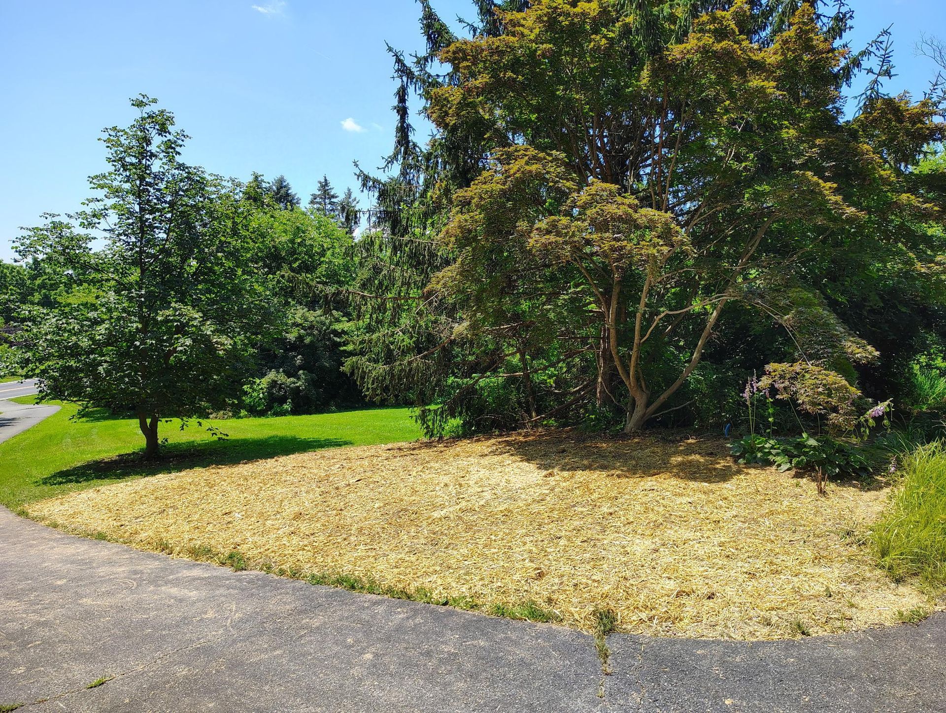 A mulch-covered garden bed sits next to a paved path, with two trees and a small green lawn in the background.