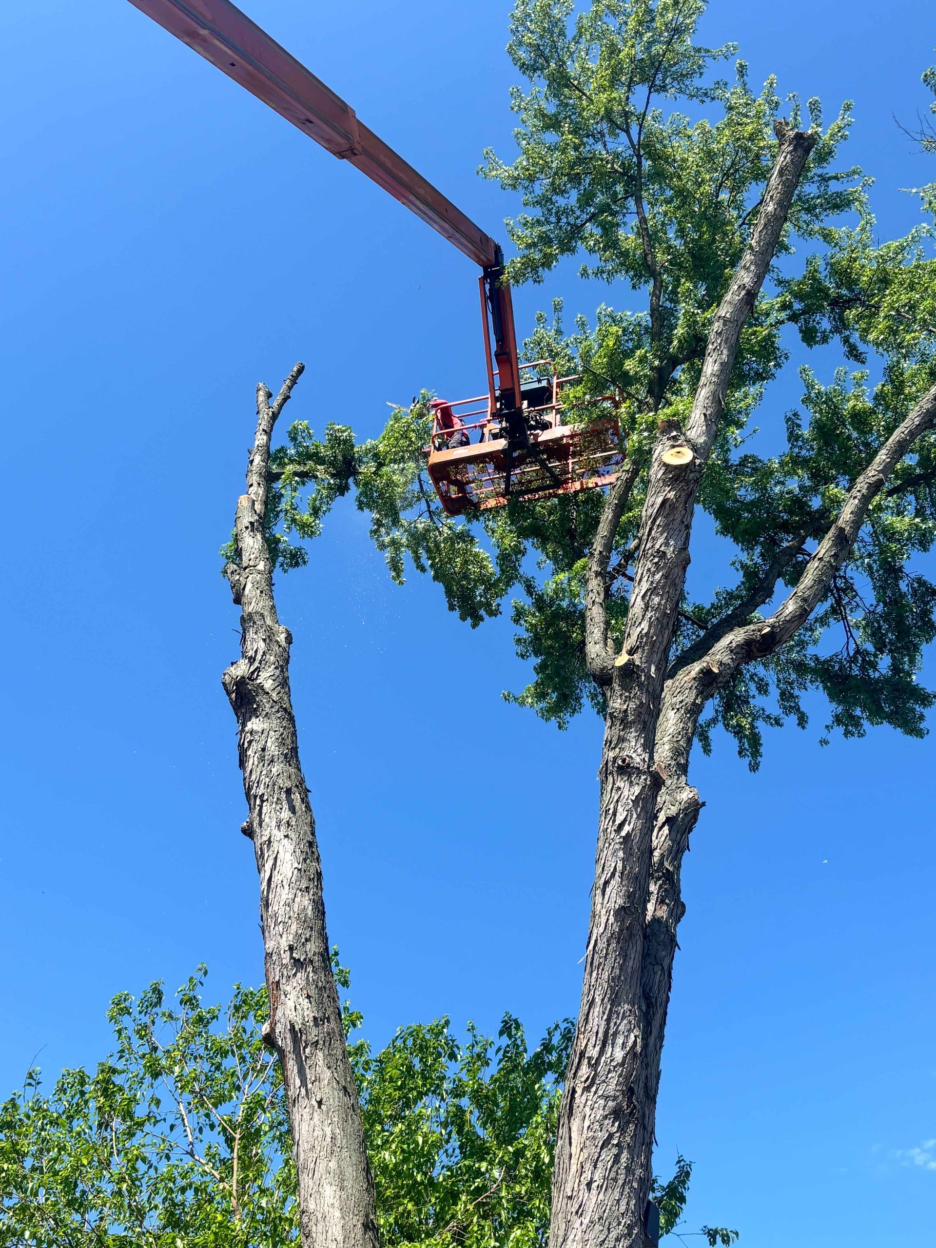 Arborist trimming a tall tree with a bucket lift against a clear blue sky