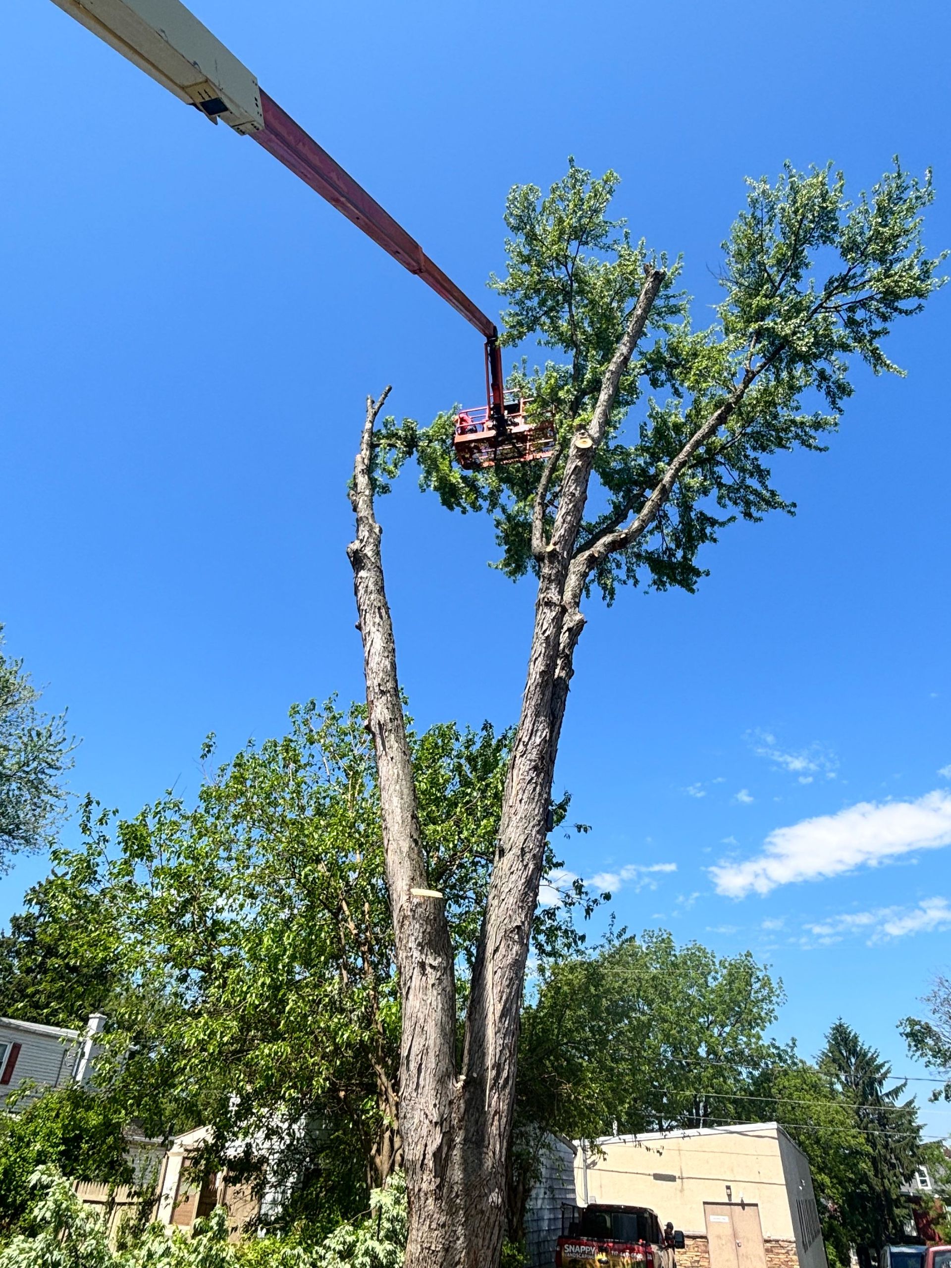 Worker using a boom lift to trim a tall tree under a clear blue sky