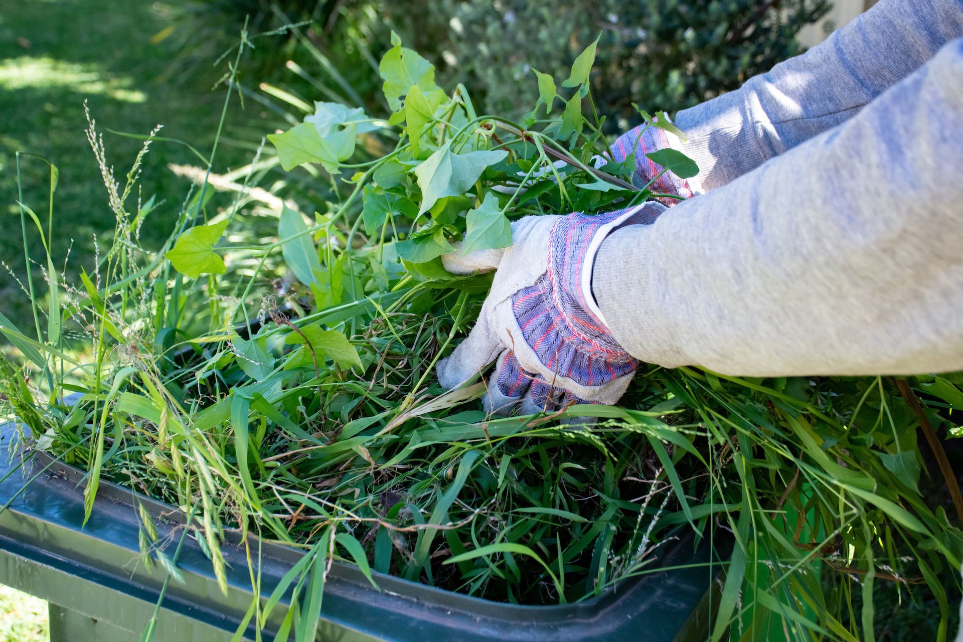 Gloved hands pulling weeds from a grassy garden bed with a black border