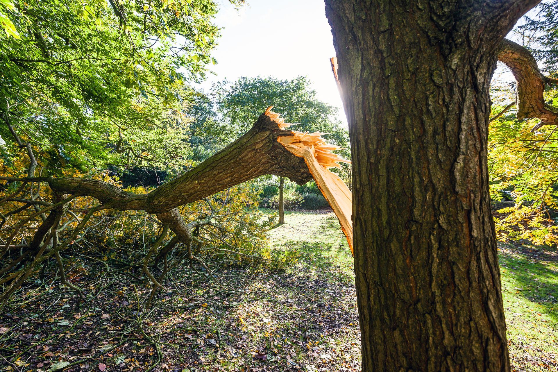 A fallen tree trunk leans against a standing tree in a sunlit wooded area.
