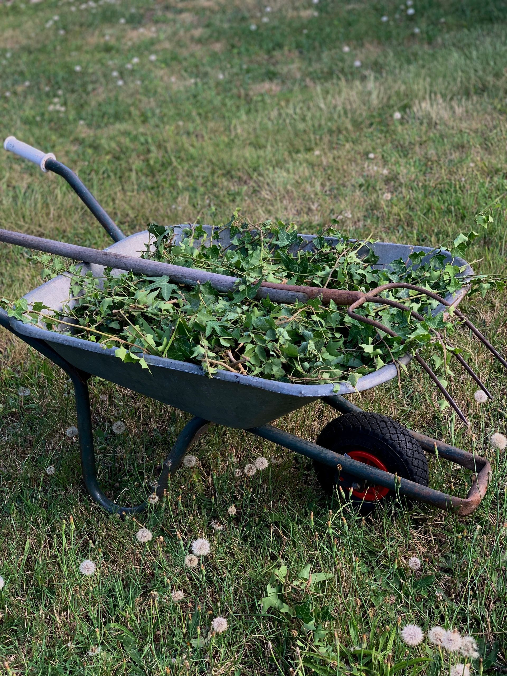 Wheelbarrow full of fresh green vines on grass in a garden or field.