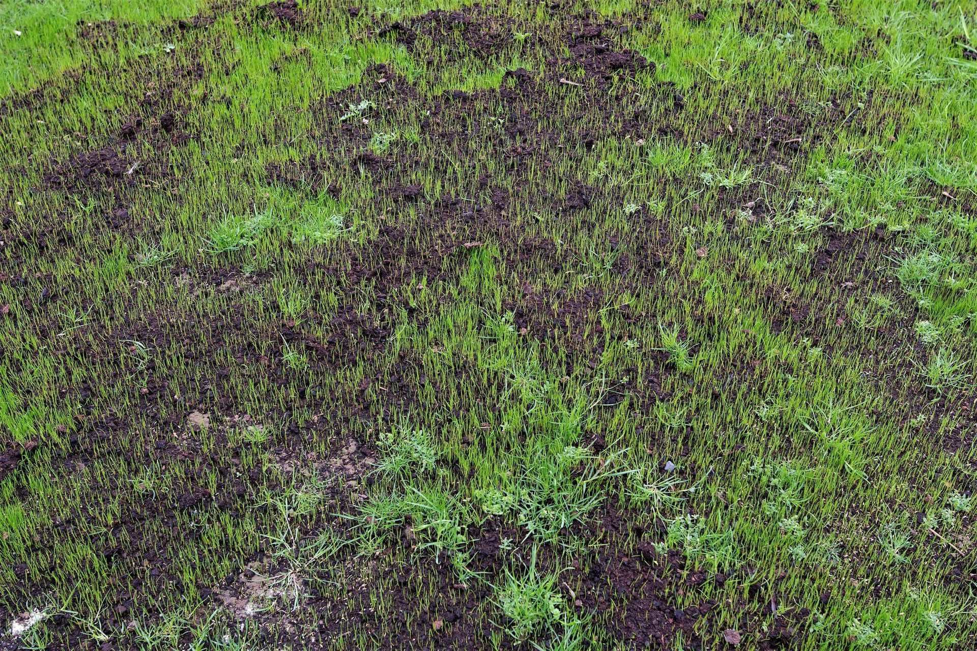 Green grass with a large patch of dark, bare soil or dead vegetation in the center