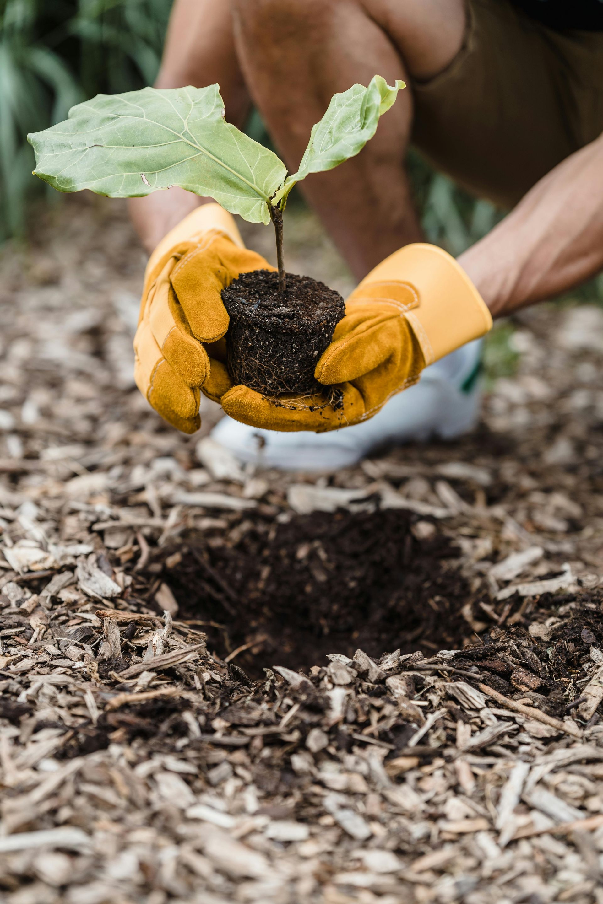 A person is holding a small plant in their hands.