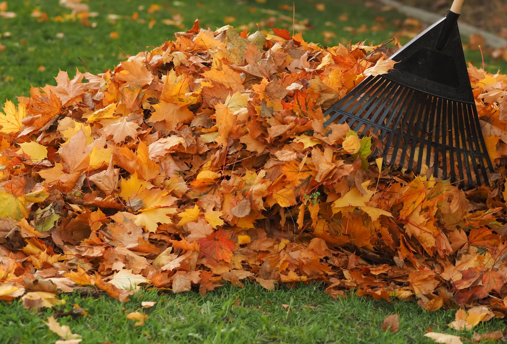 Pile of orange and yellow autumn leaves being raked on green grass.