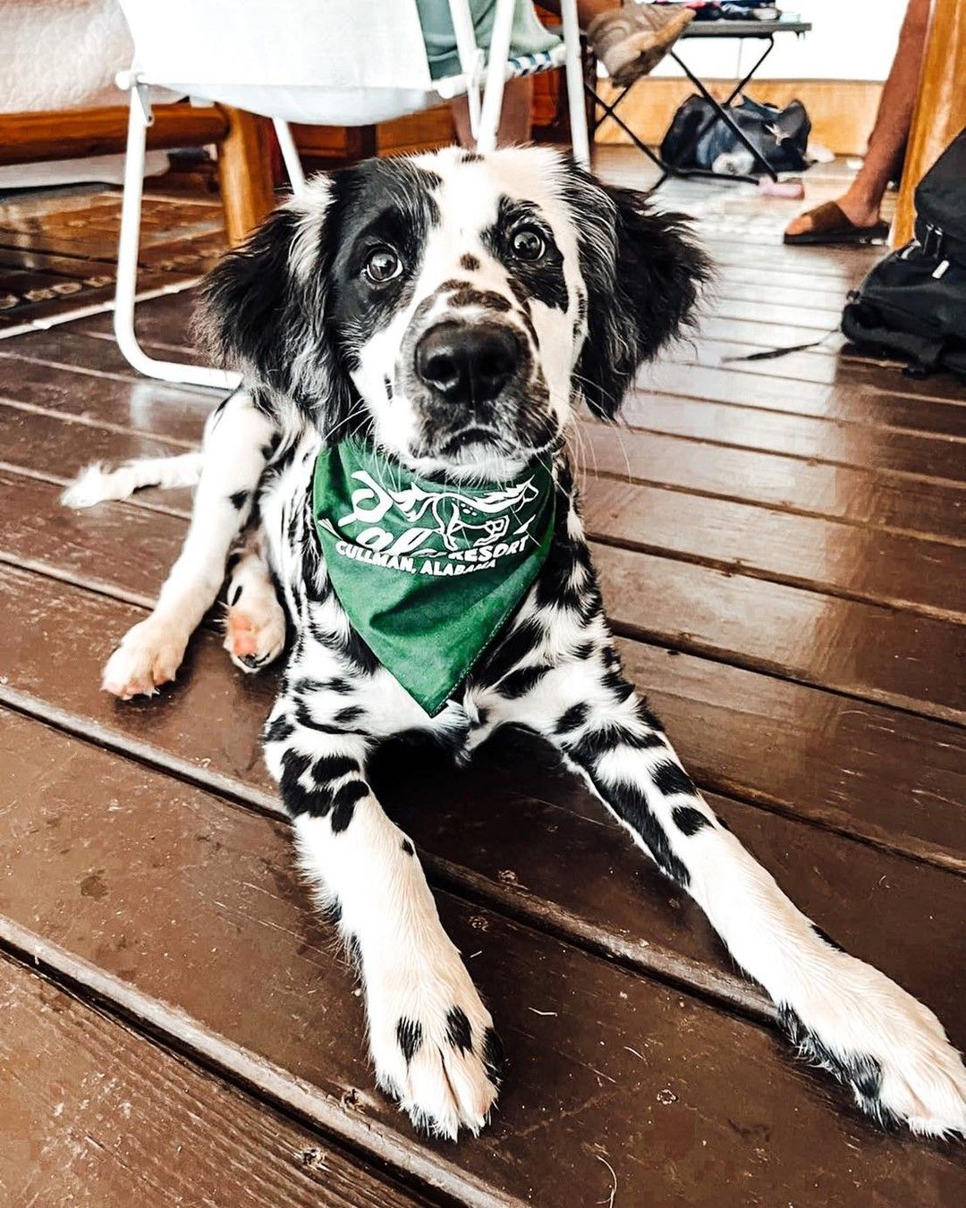 Black-and-white spotted dog in a green bandana lying on a wooden deck outdoors