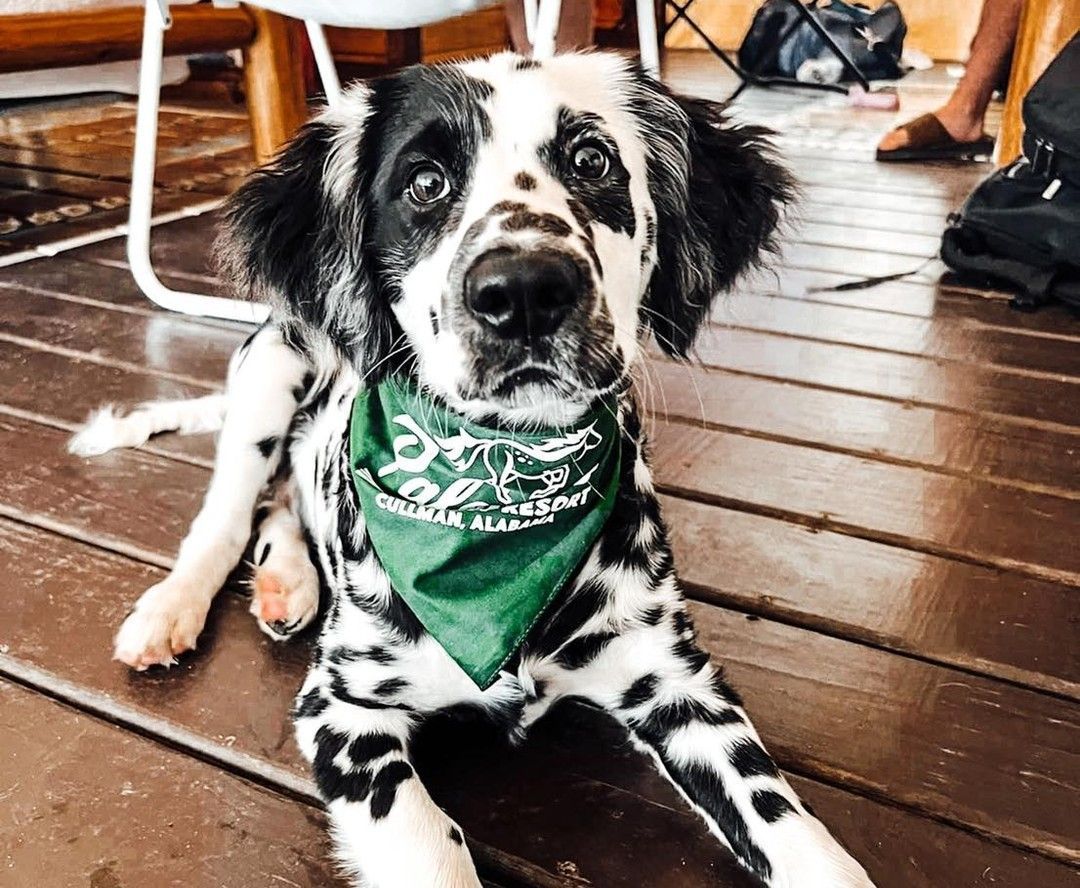 Black-and-white dog wearing a green bandana lies on a wooden deck under a table