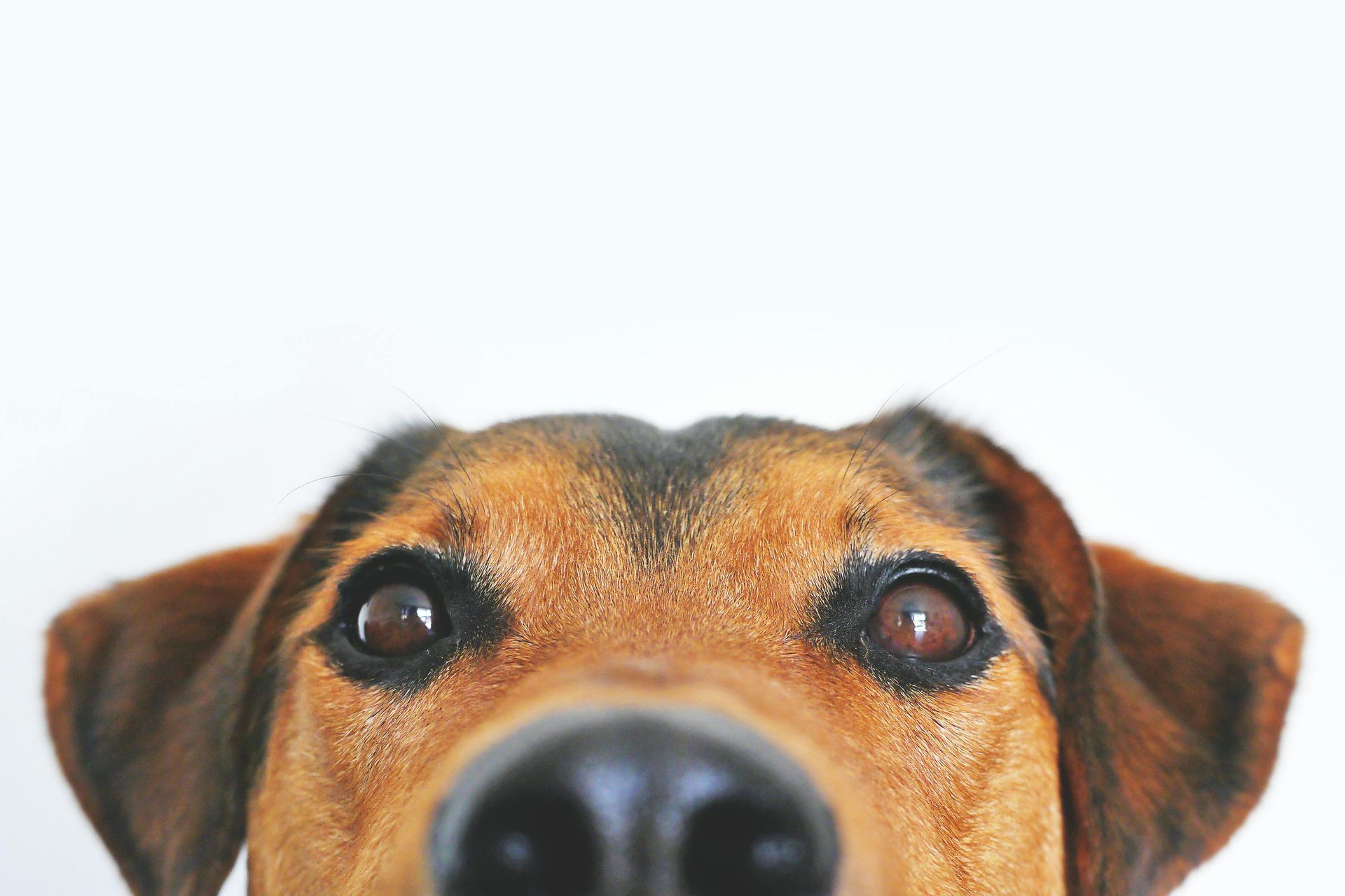 The top of a dog's head