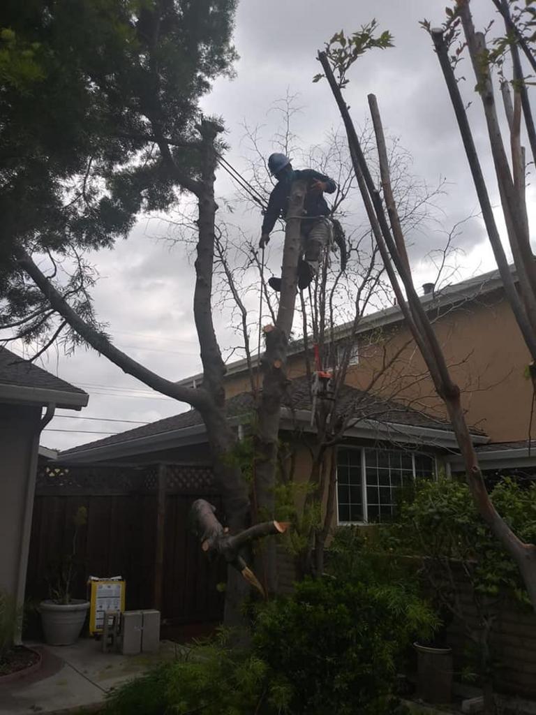 LJR Tree Services Inc Tree Service in San Jose , CA