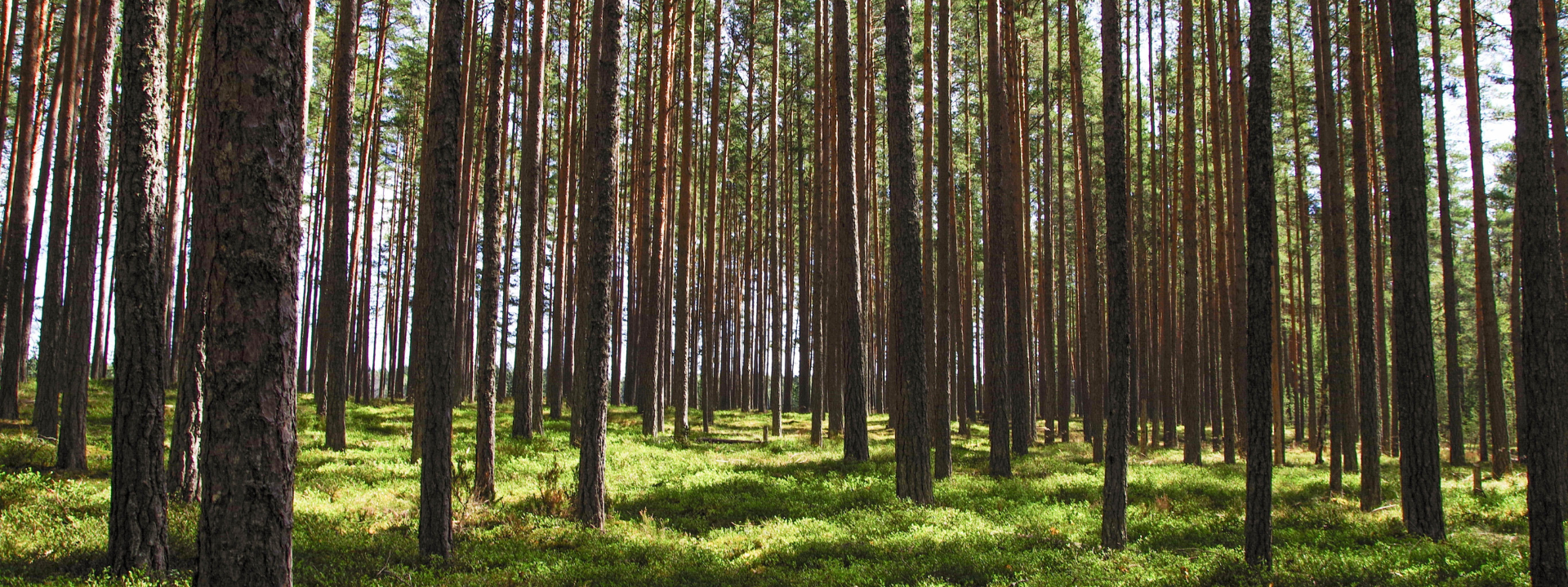 A forest of pine trees