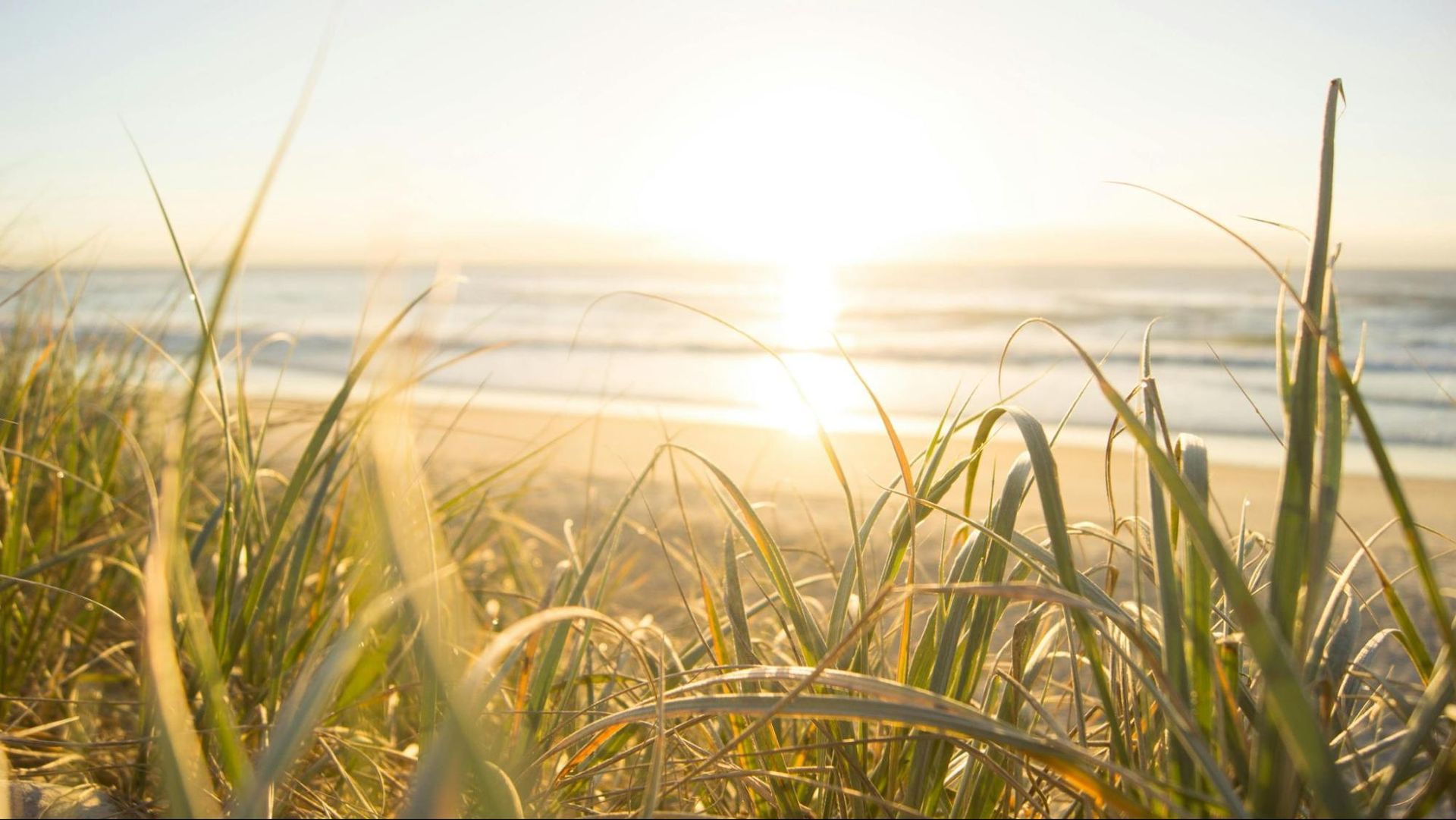 Green grass meets the calm of sunset light