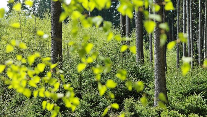 a forest with lots of trees and green leaves