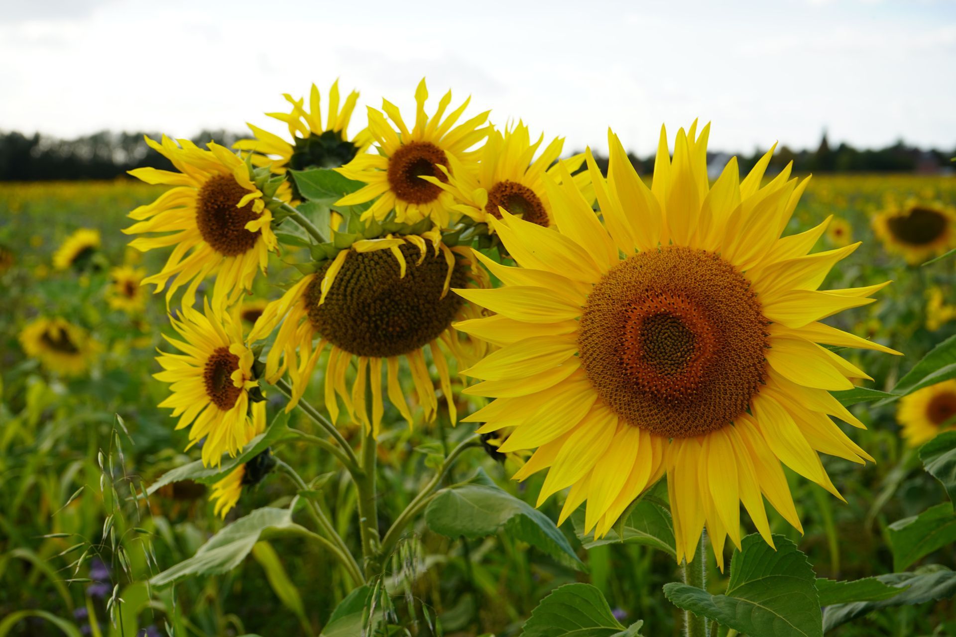 a field of sunflowers marking the perfect spot for family pictures