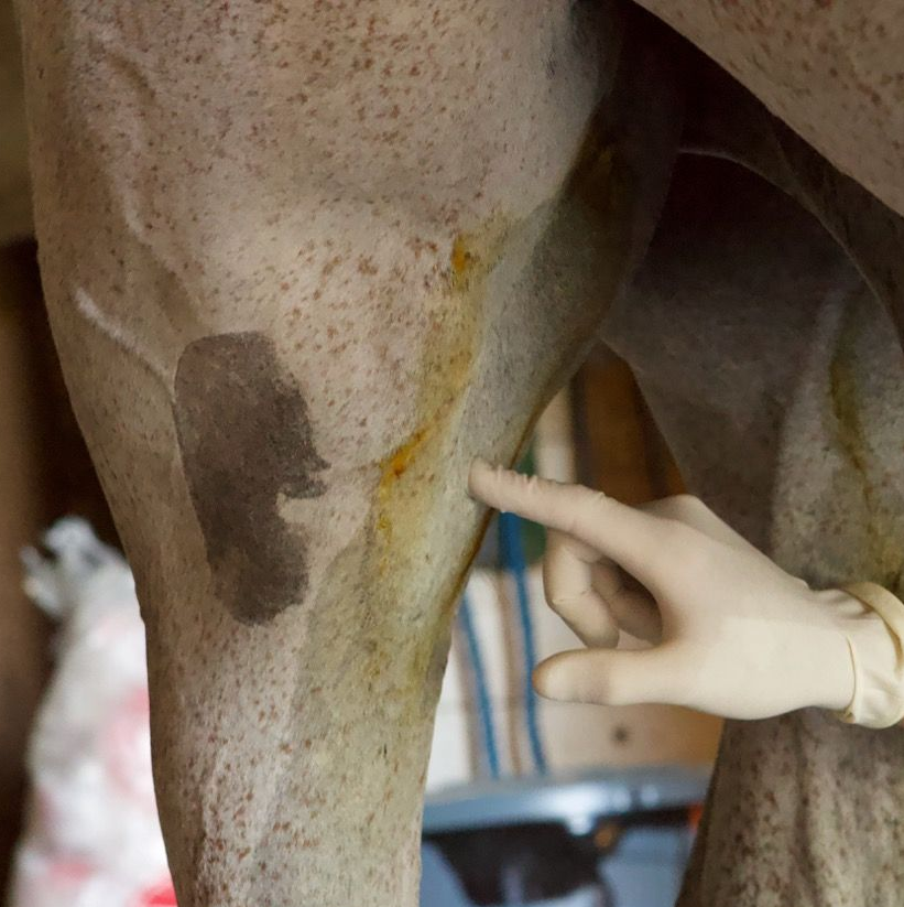 Equine stifle joint X-ray showing the femur, patella, and tibia in a horse’s hind limb.