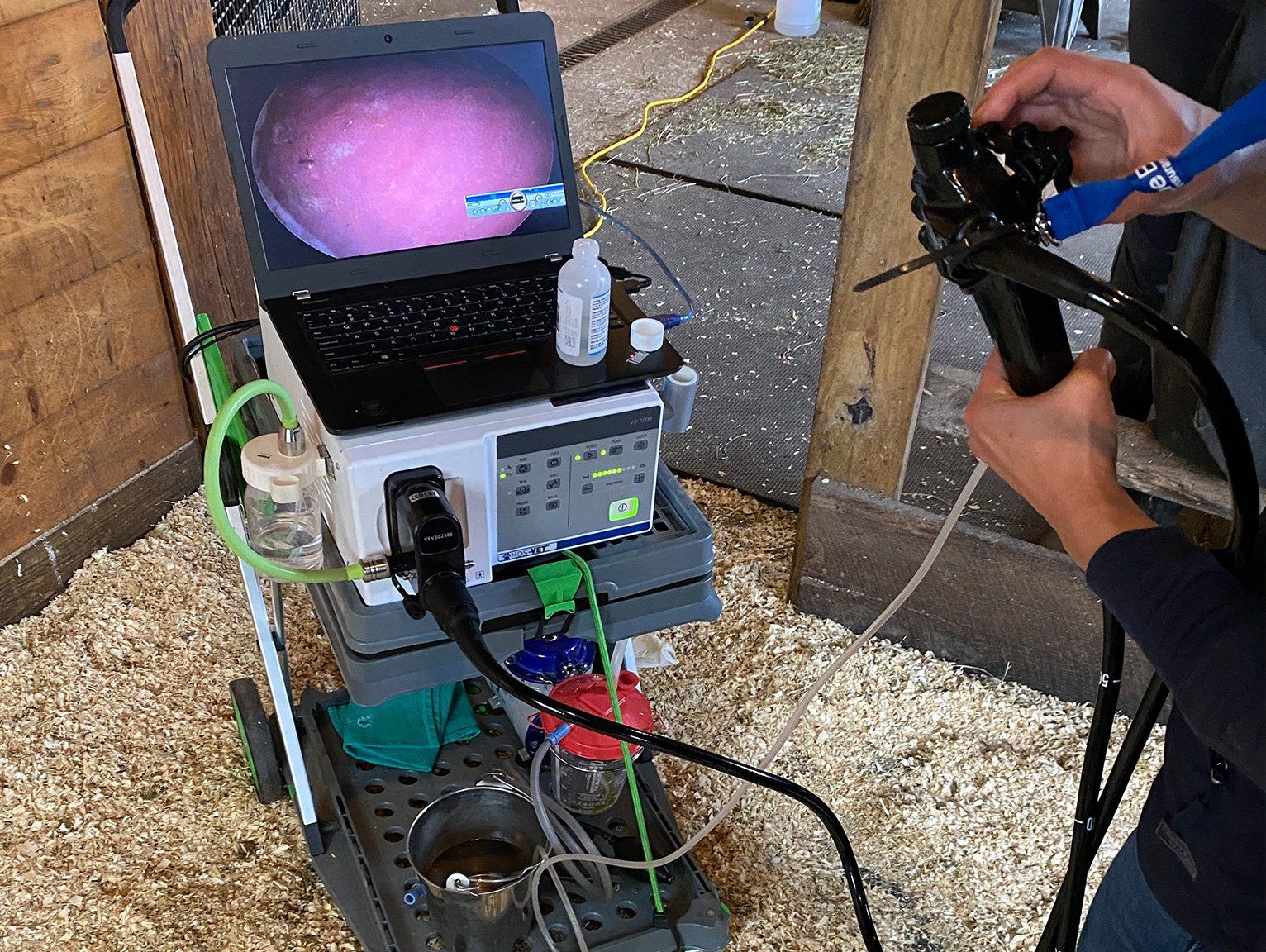 Equine Gastroscopy