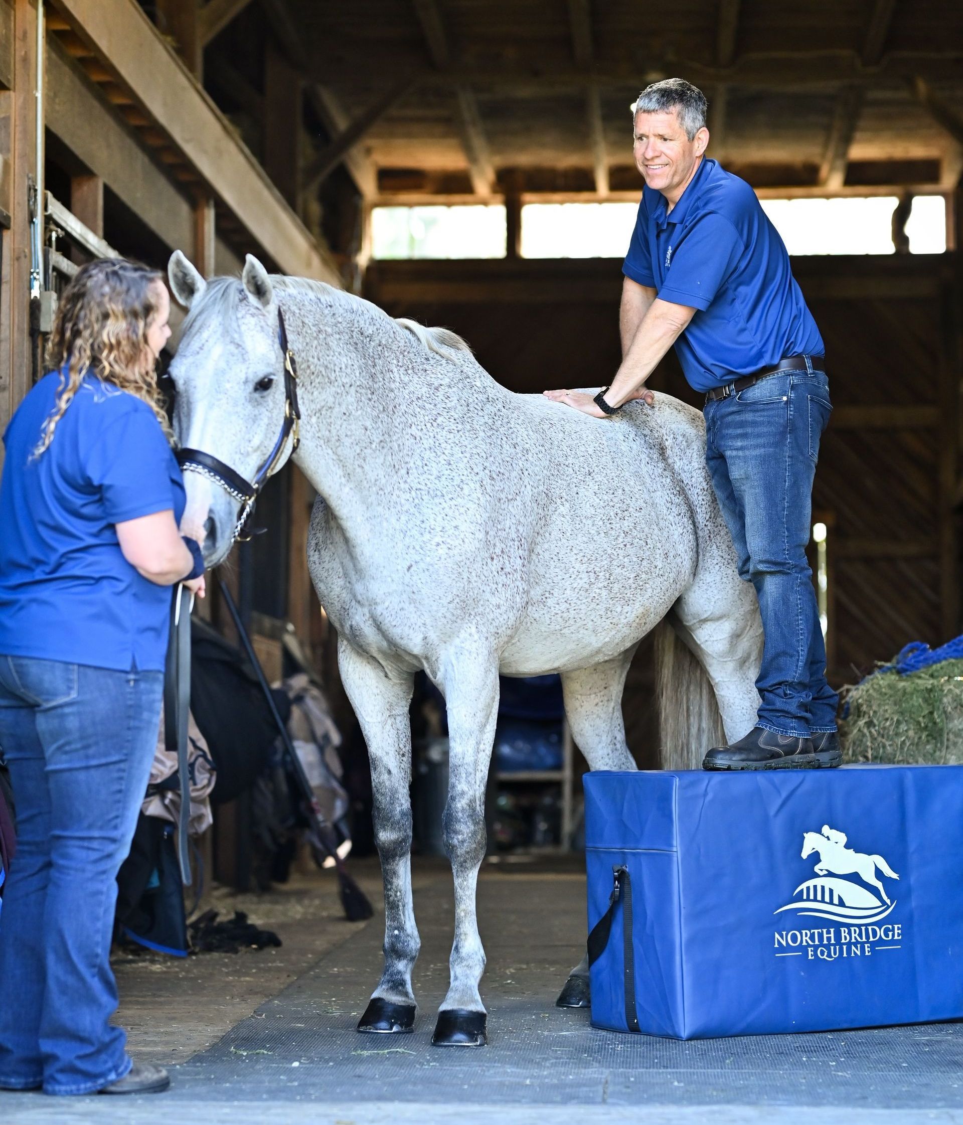 Chiropractic services for equine photo
