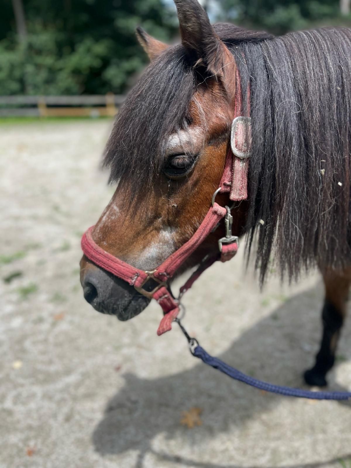 senior horse with greying around its face