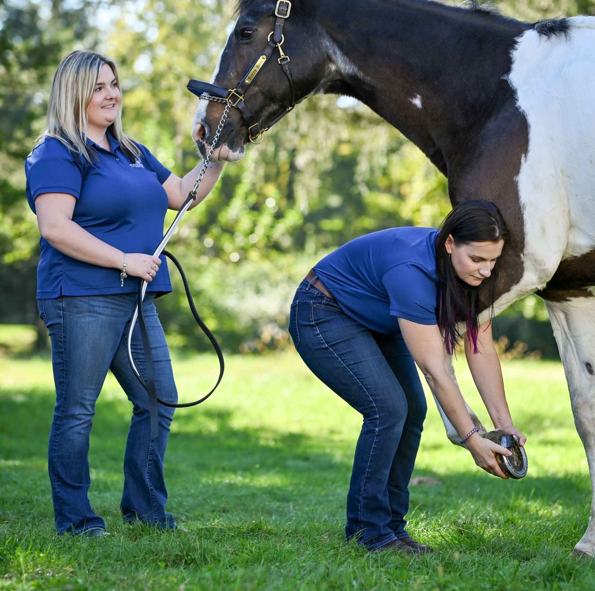 Equine lameness evaluation