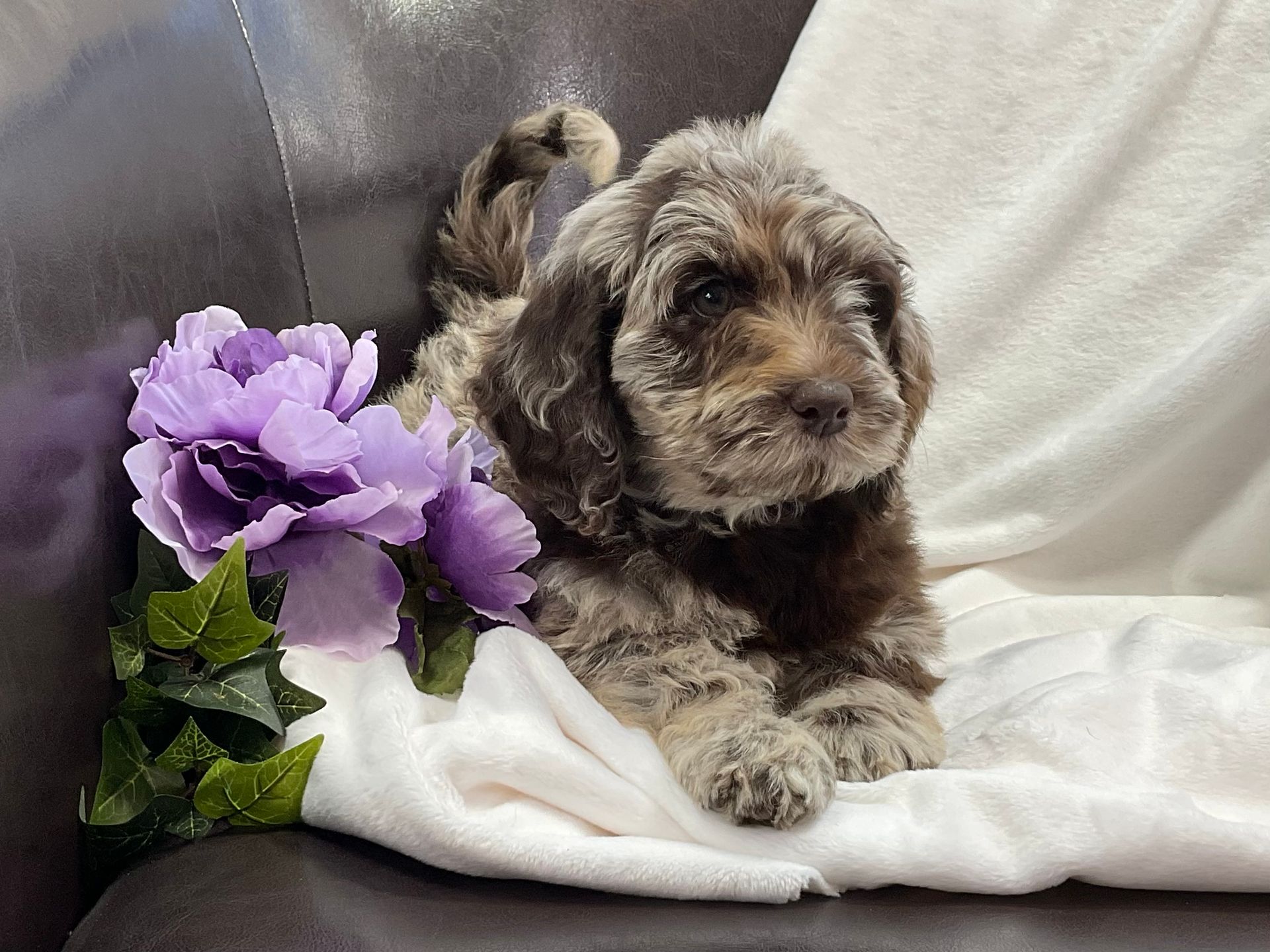 Available puppies for adoption.