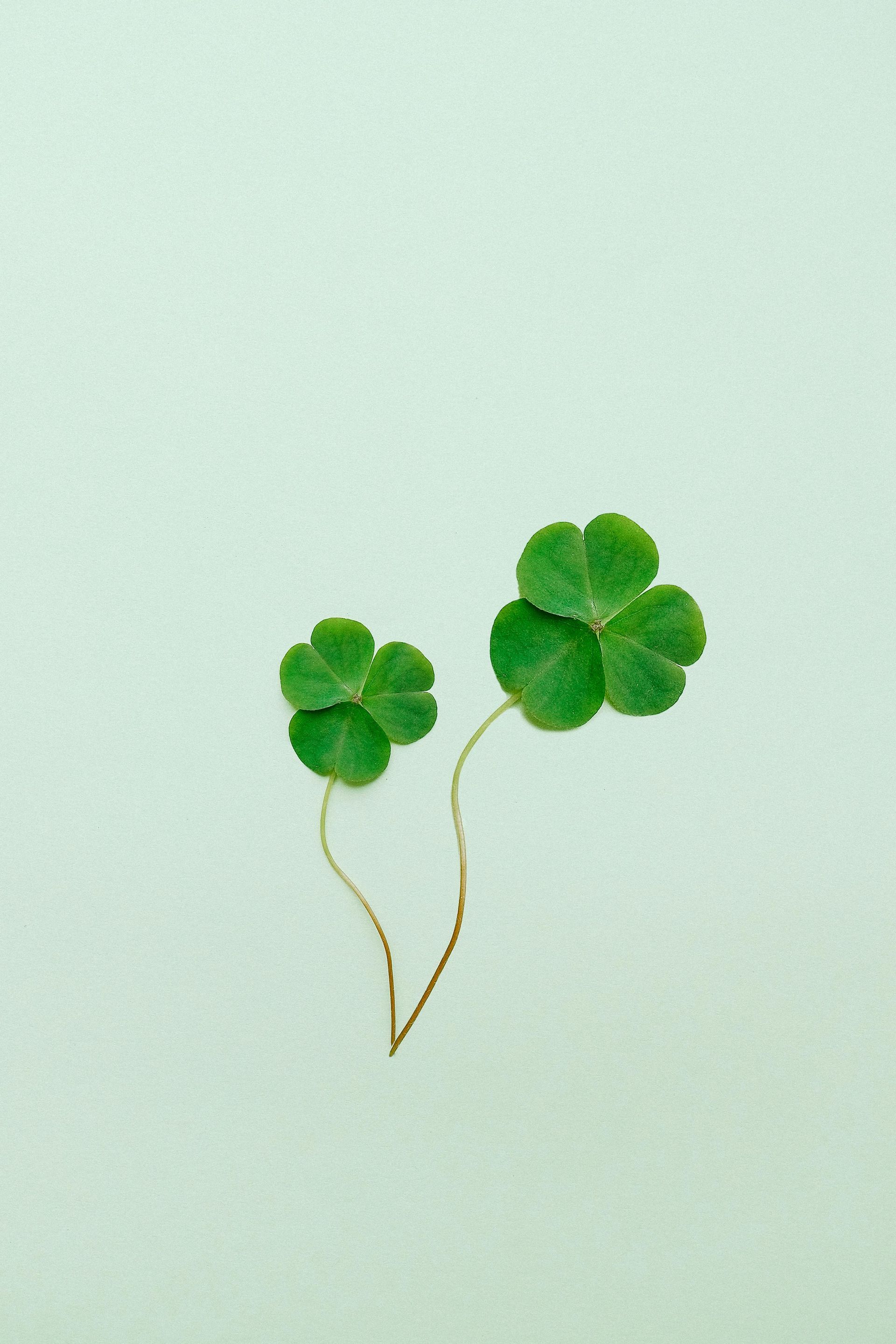 clover for good luck