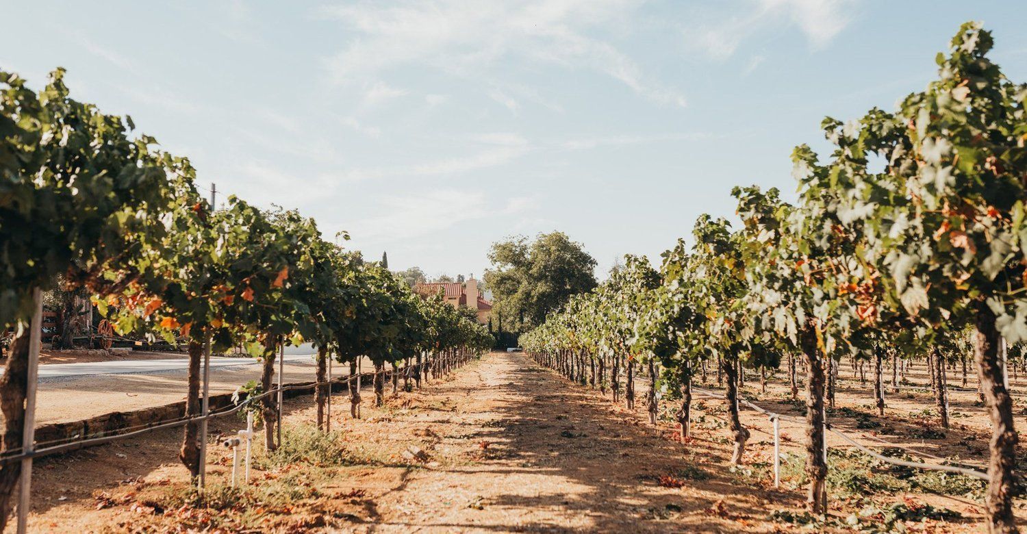 A row of grape vines growing in a vineyard on a sunny day.