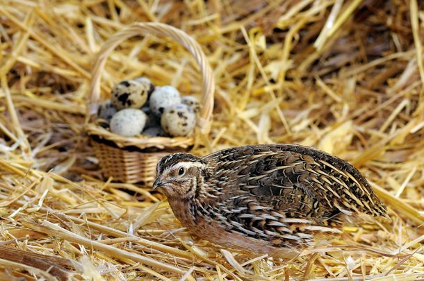 Quaglie accanto a un cesto di uova maculate su un letto di paglia
