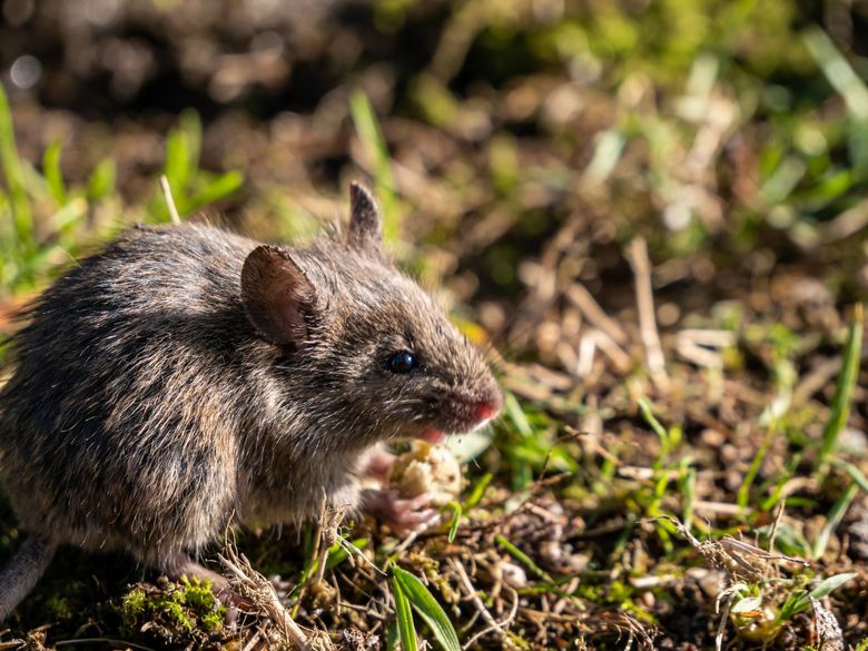 Topolino marrone sull'erba, intento a sgranocchiare qualcosa in un campo soleggiato.
