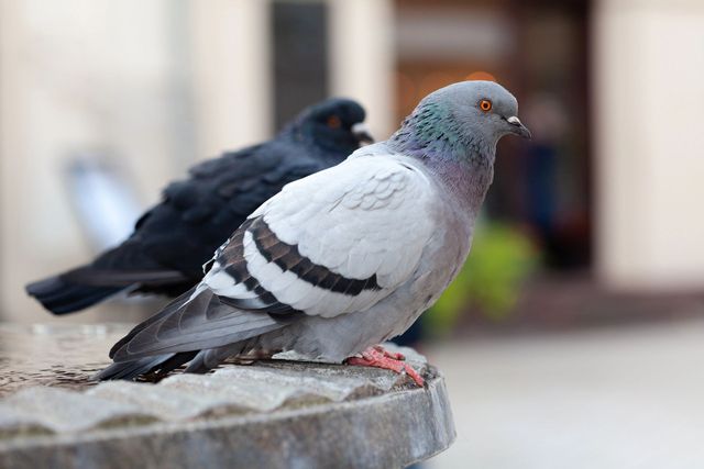 Due piccioni appollaiati su una sporgenza di pietra, uno grigio con barre alari nere in primo piano.