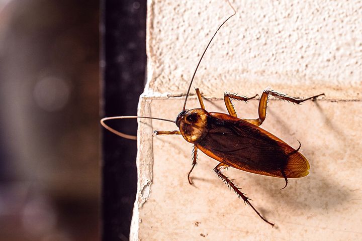 Uno scarafaggio su un muro con le antenne estese, illuminato da una luce calda.