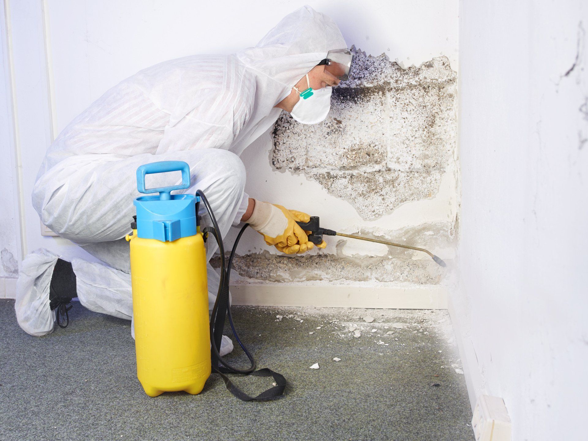 Mold Growth Removal
