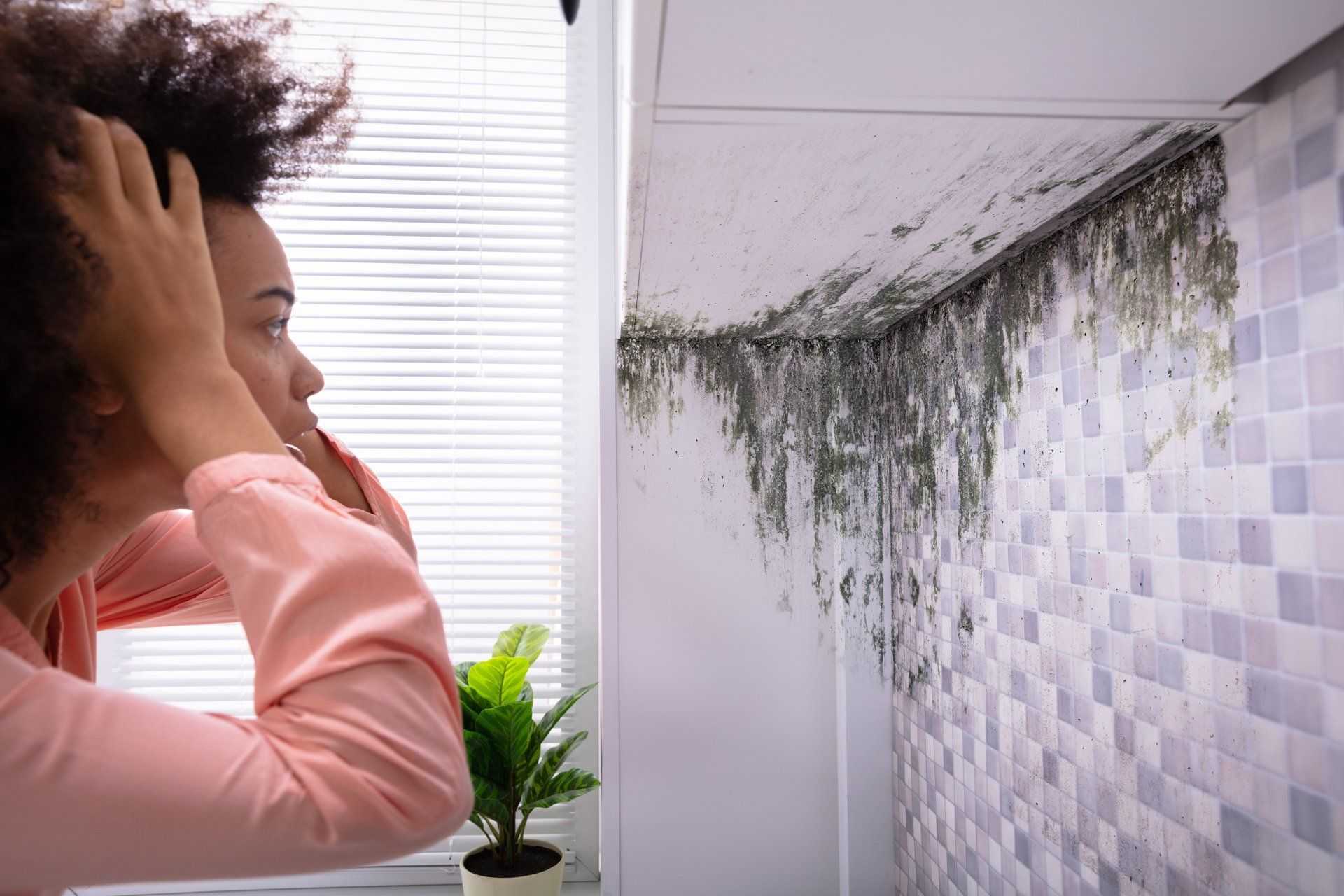 Black Mold Growth