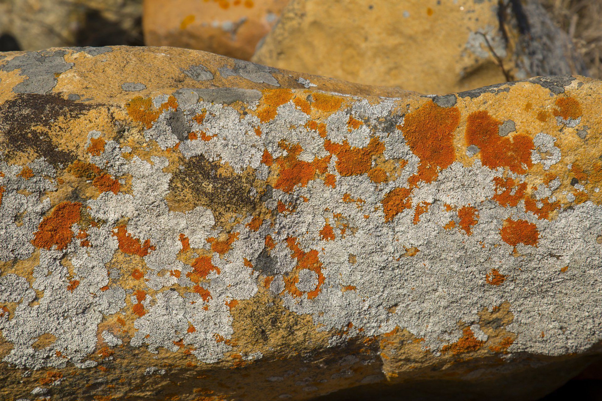 Orange mold removal