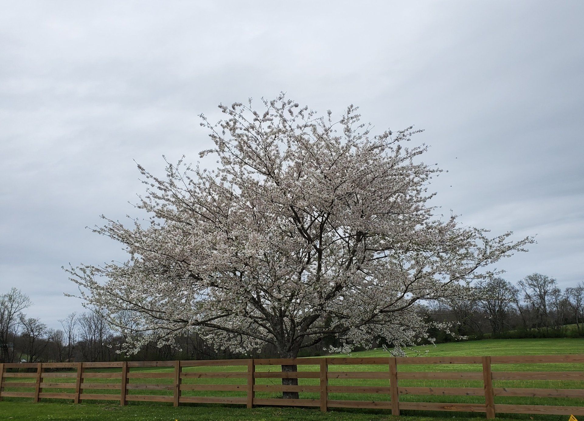 Blooming tree with white flowers behind a wooden fence, cloudy sky.