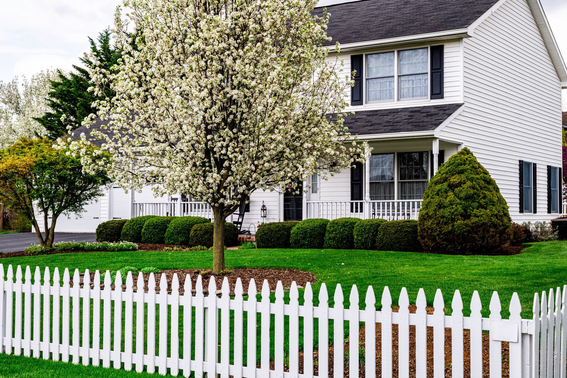 White house with blooming tree and white picket fence in a green front yard White house with blooming tree and white picket fence in a green front yard