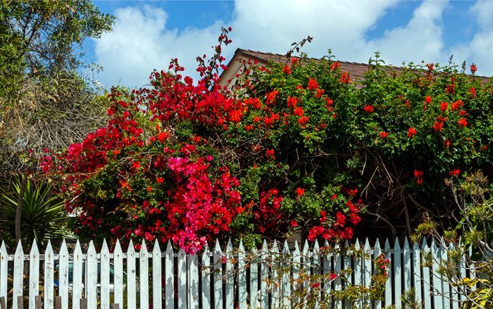 White picket fence with red flowers and lush green bushes behind. White picket fence with red flowers and lush green bushes behind.