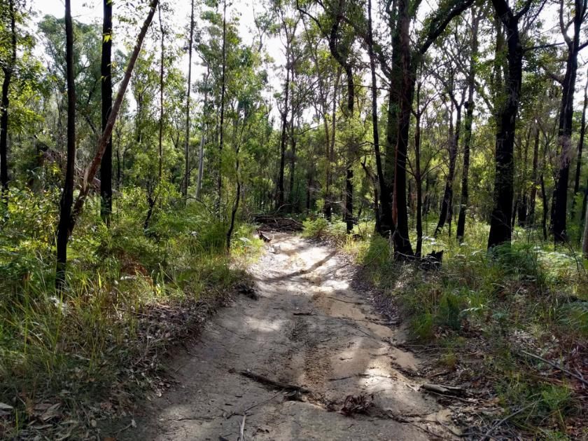 Dirt Road in the Middle of a Forest Surrounded by Trees — NCM Towing Newcastle In Medowie, NSW