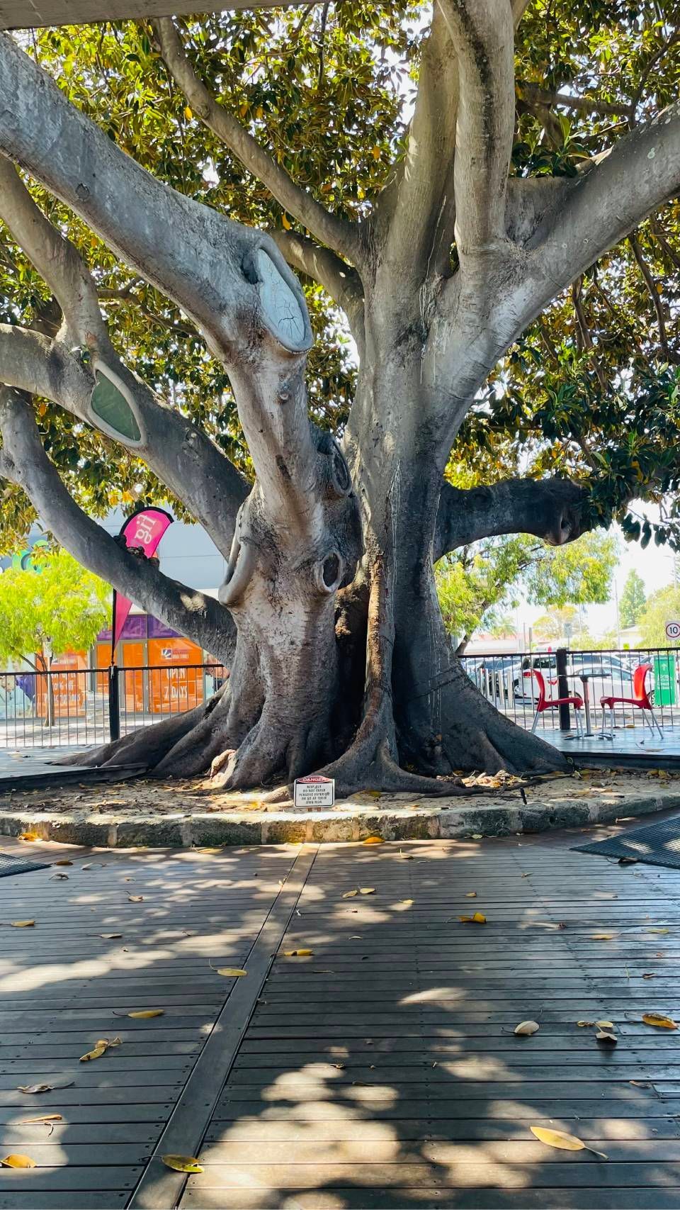 Large banyan tree with sprawling roots in a sunlit park, casting shadows on a paved walkway