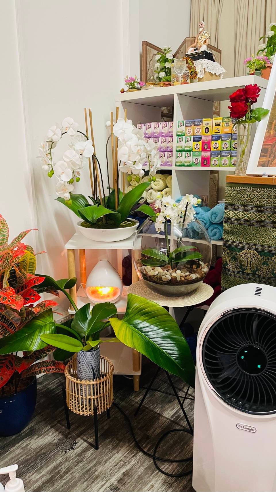 Indoor plant display with orchids, leafy plants, flowers, and a white fan in a cozy room