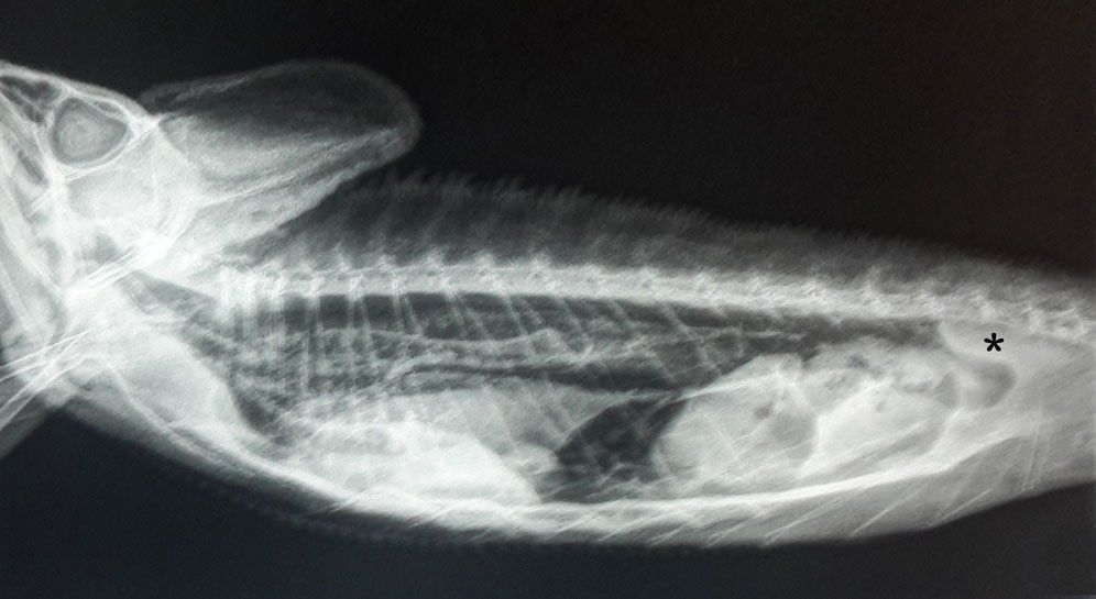 xray chameleo calyptratus