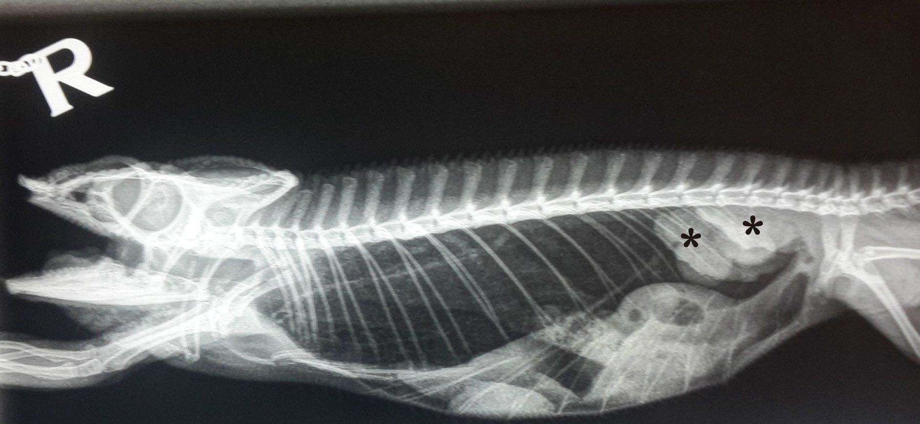 Röntgen Chamäleon Xray Chameleon gout